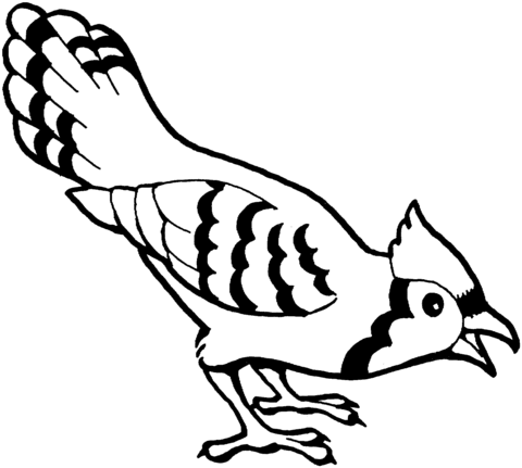 Blue Jay Bird  Coloring Page